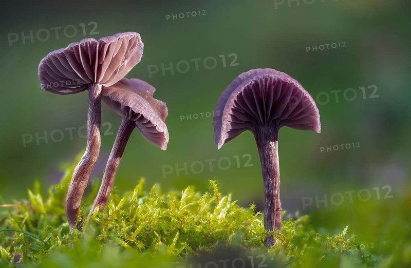 Amethyst deceiver, blue lacquer funnel, heather truffle relatives, hydnangiaceae, laccaria amethystea, purple lacquer funnel, purple lacquer funnel, fungi, fungi, mushrooms