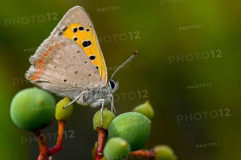 Fire moth, small fire moth, Lycaena phlaeas, small copper, butterfly, insects, butterflies, butterflies