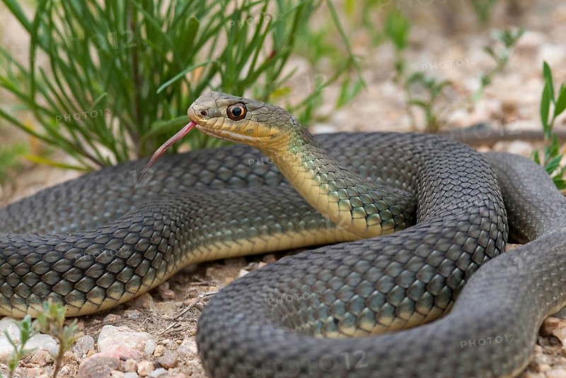 Eastern Montpellier snake, Malpolon insignitus, Montpellier snake, Bulgaria, critters, reptilia, reptiles, snakes, snakes, eastern lizard snake