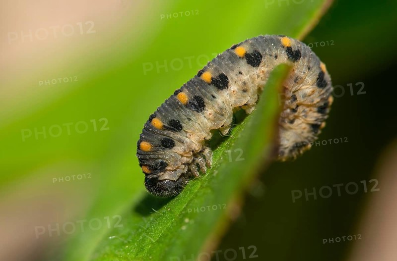 Abia sericea, cimbicidae, club horned sawfly, hymenoptera, clubhorn leaf wasp, clubhorn leaf wasps, small silky clubhorn leaf wasp, plant wasps, scabious sawfly, symphyta, inchworm, insects, larva, caterpillar