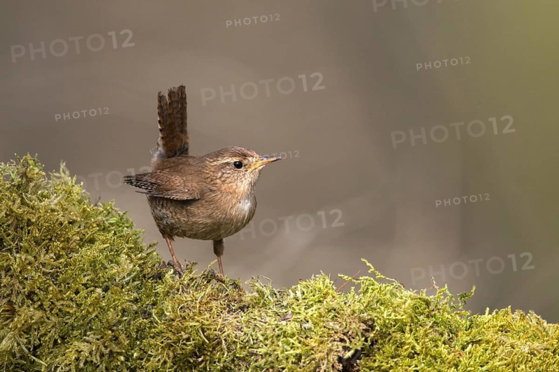 Troglodytes troglodytes, wren, birds, passeri, songbirds, songbirds, birds