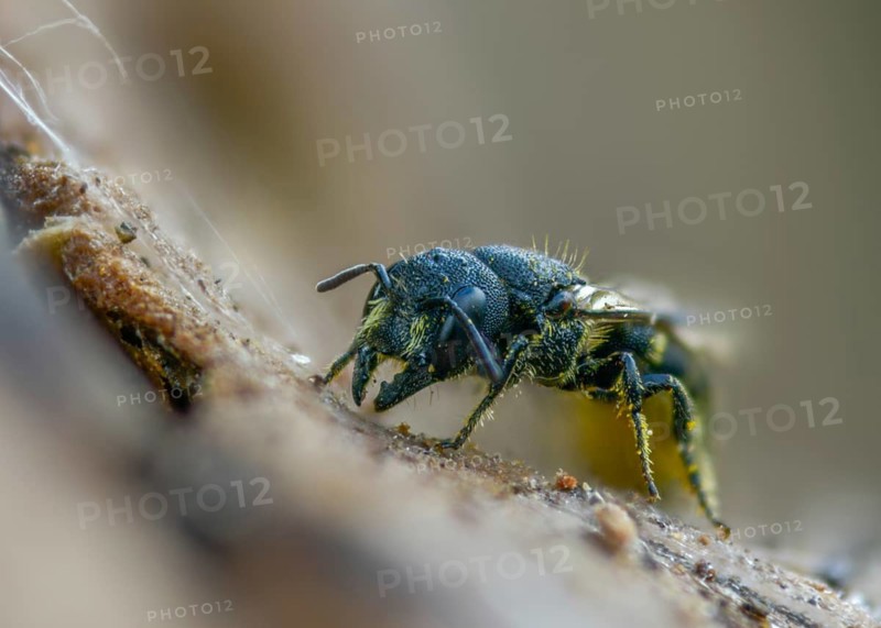 Common hole bee, common hole bee, hymenoptera truncorum, hymenoptera, hole bee, ridge-saddled carpenter bee, insects, insects