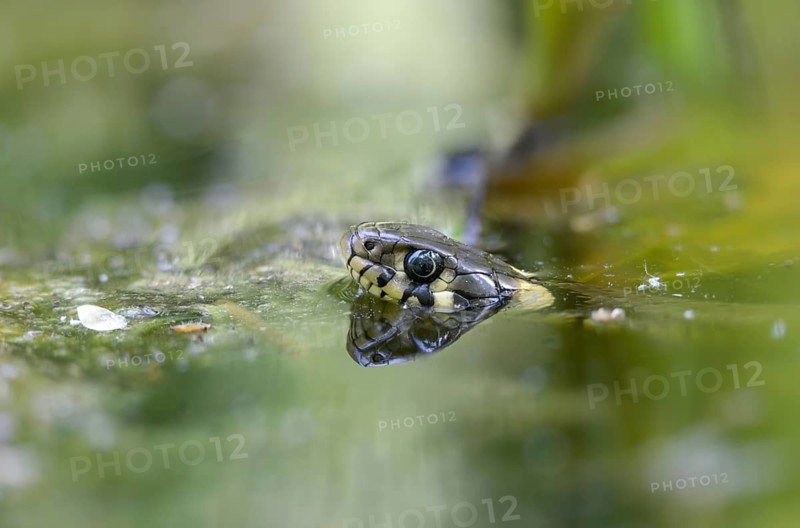 Grass snake, Natrix Natrix, grass snake, in water, reptilia, reptiles, ringed snake, snakes, snakes, water, water snake