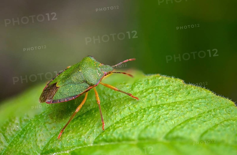 Common stink bug, common greenling, green pentatomide bug, green stink bug, heteroptera, palomena prasina, stink bug, green shield bug, insects, bugs