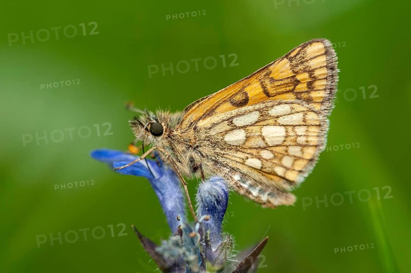 Colorful bighead, carterocephalus palaemon, chequered skipper, yellow cube thighead, butterfly, insects, butterfly, butterflies, butterflies