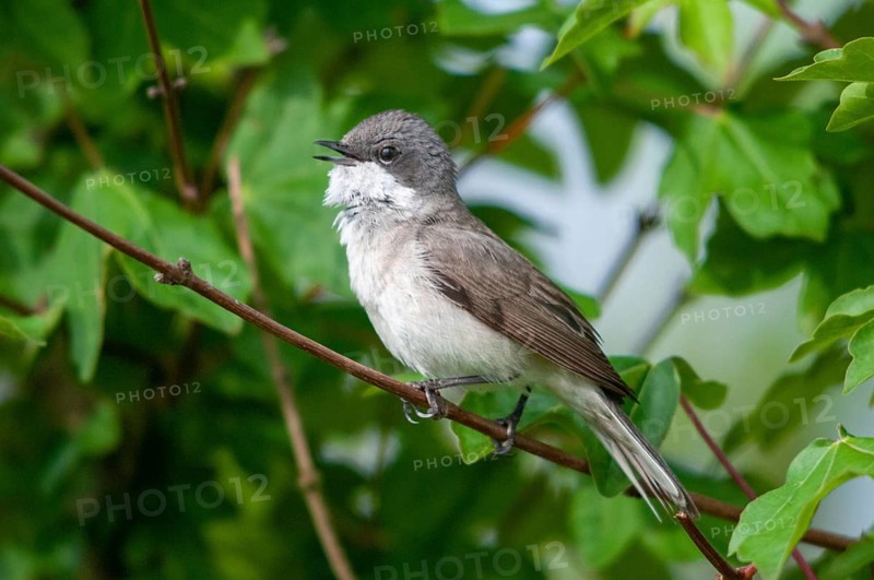 Brandenburg, Germany, rattlegrass warbler, Lesser whitethroat, Nabu, national natural heritage, Grünhaus natural paradise, Sylvia Curruca, post-mining landscape, birds, song, green house, male, passeri, singing, songbirds, birds, fence warbler