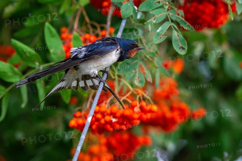Hirundo rustica, barn swallow, birds, plumage care, passeri, swallows, songbirds, songbirds, birds