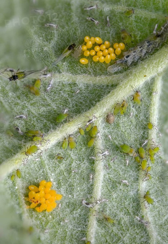 Coccinella septempunctata, seven-point, seven-spotted ladybird, beetle, aphid, coleoptera, eggs, clutch, high size, portrait format, insects, beetles, seven-spot ladybird, seven-spotted ladybug