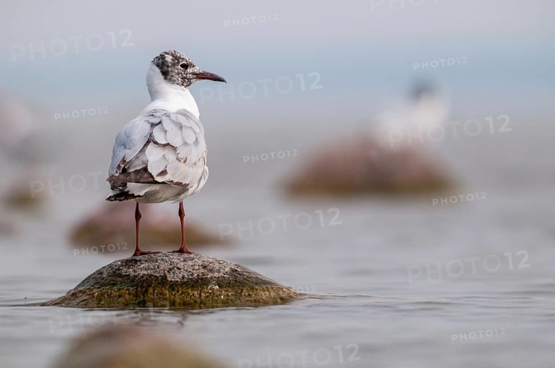 Black-headed gull, Chroicocephalus ridibundus, black-headed gull, Larus ridibundus, birds, charadriiformes, gulls, limicols, seagulls, birds