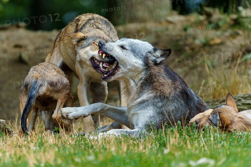 Timberwolf, wolf, American wolf (Canis lupus lycaon), Germany, A wolf bares its teeth whilst interacting with members of its pack