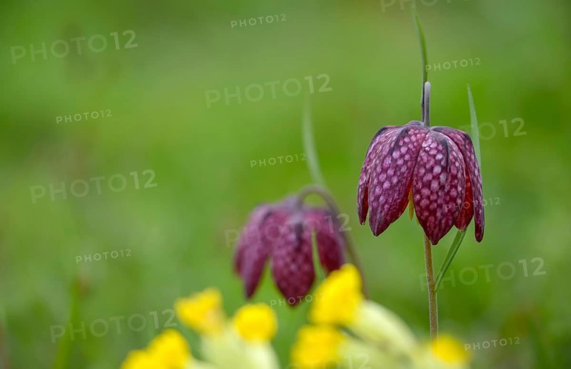 Fritillaria meleagris, lapwing egg, liliaceae, lily family, chess flower, checkerboard flower, snake's head, snake's head fritillary, flora, plants