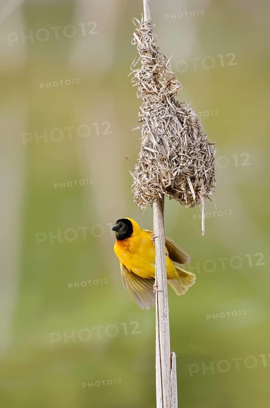 Black-headed weaver (Ploceus melanocephalus, Loxia melanocephala), mating male at the nest, Algarve, Portugal
