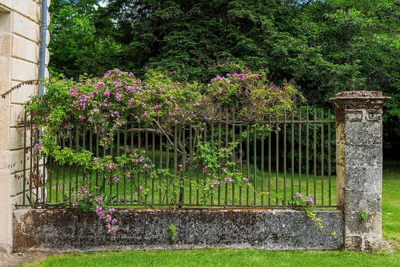 Decorative historic rose-covered garden wall in southern France
