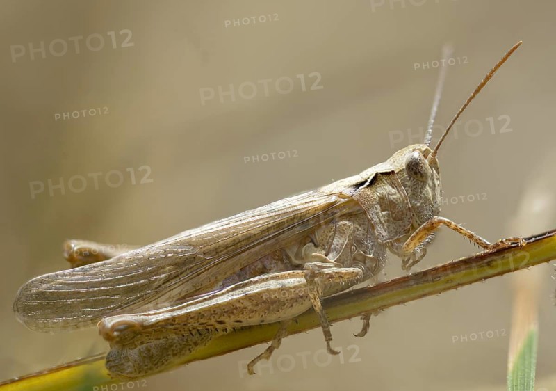 Acrididae, brown grasshopper, caelifera, chorthippus brunneus, field locusts, gomphocerinae, short-feeler, common field grasshopper, grasshopper, grasshoppers, insects