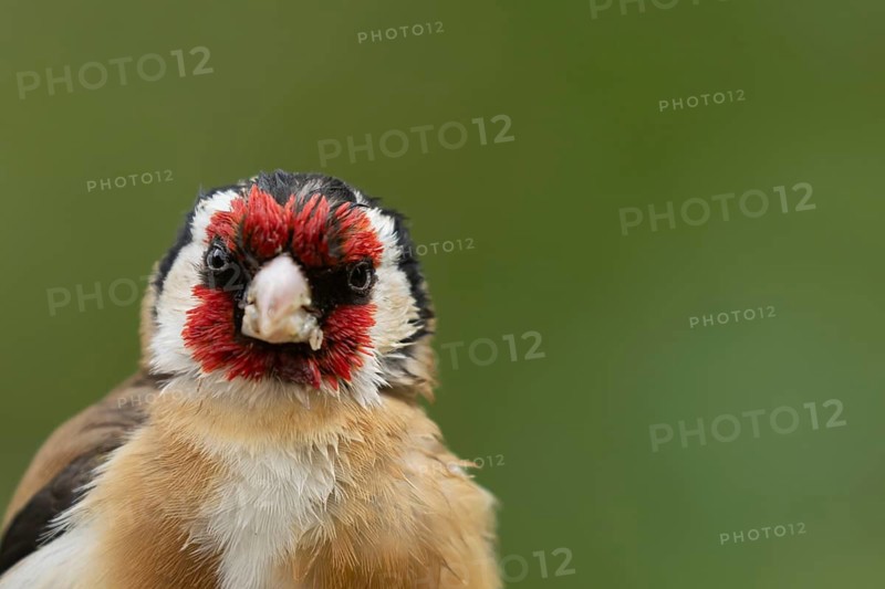 European goldfinch (Carduelis carduelis) adult bird head portrait, England, United Kingdom