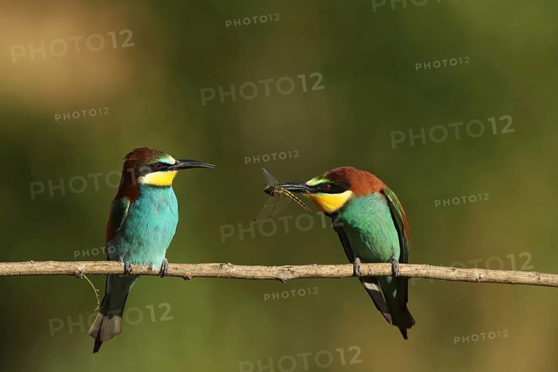 Two bee-eaters on a branch, one holding an insect in its beak, set against a green background, bee-eaters (Merops apiaster) during courtship feeding, Pflalz, Germany