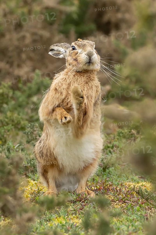 European brown hare (Lepus europaeus) adult animal stretching in grassland, England, United Kingdom