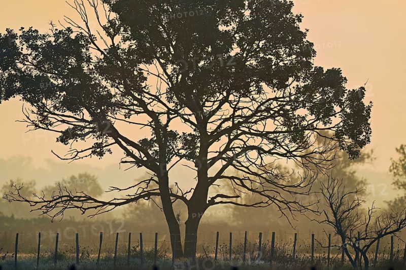 Tree in the light of dawn, Camargue, southern France, France