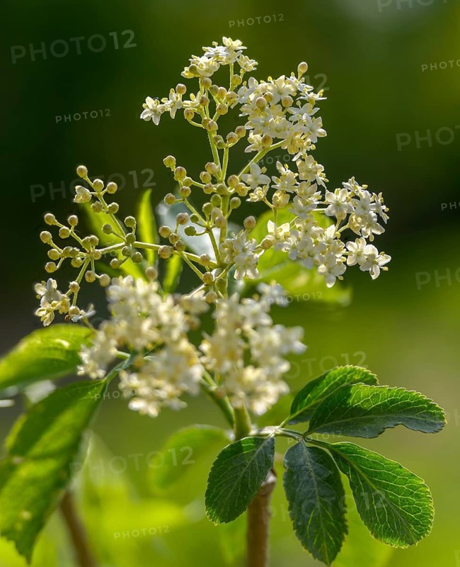 Black elder, Caprifoliaceae, common elder, elder bush, elderberry, European black elderberry, European elderberry, honeysuckle plant, elderberry, elderberry, sambucus nigra, black elderberry, flora, high size, portrait, plants, plants
