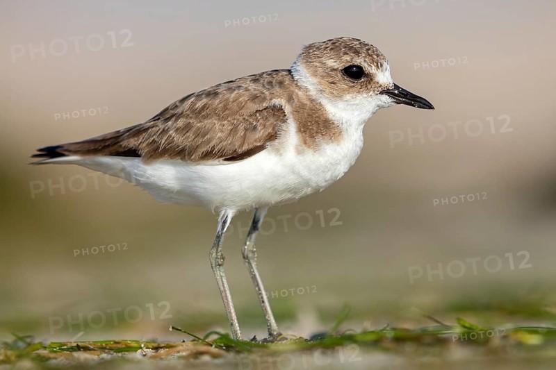 Animals, birds, plover, Kentish plover, (Charadrius alexandrinus), biotope, habitat, foraging, Barr Al Hikman, Shannah, Ash Sharqiyah South, Oman