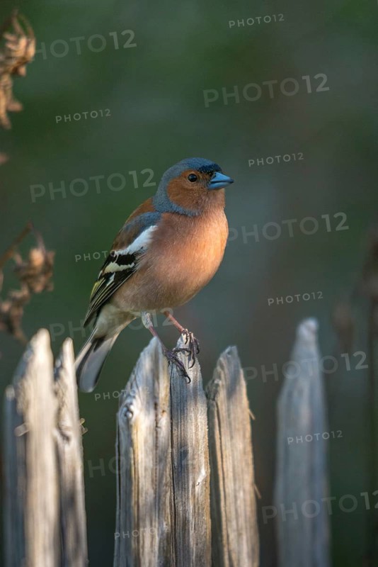 Chaffinch, Fringilla Coelebs, Birds, Garden, Garden Fence, Garden Fence, High Size, Portrait Format, Male, Passeri, Songbirds, Birds