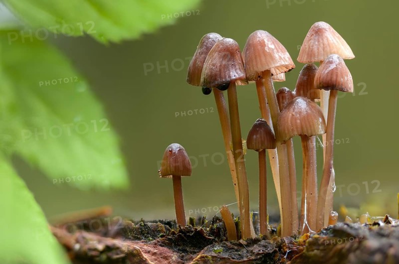 Agaricus purpureofuscus, purple-edged helmet, mycena purpureofusca, prunulus purpureofuscus, purple-edged helmet, fungi, mushrooms, purple edge bonnet