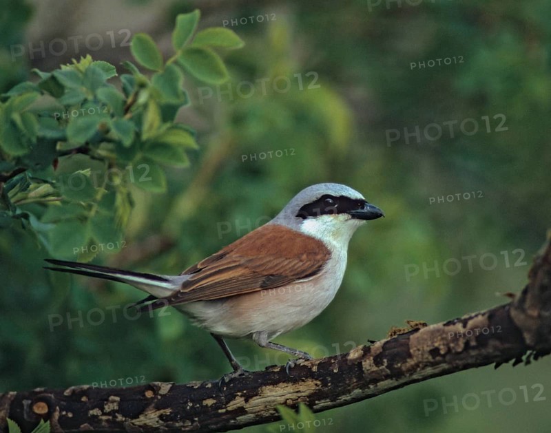 Lanius Collurio, red-backed shrike, redback shrike, birds, male, passeri, songbirds, songbirds, birds, shrikes