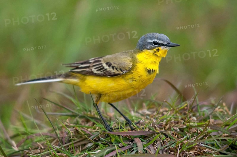 Motacilla flava, sheeptail, western yellow wagtail, yellow wagtail, birds, plumage care, male, passeri, preening, songbirds, songbirds, birds