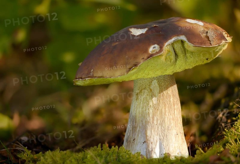 Boletus Aereus, Bronze Bolete, Black-Hideed Porcini Mushroom, Bronze Bolete, Dark Cep, Fungi, Fungus, Mushrooms, Queen Bolete