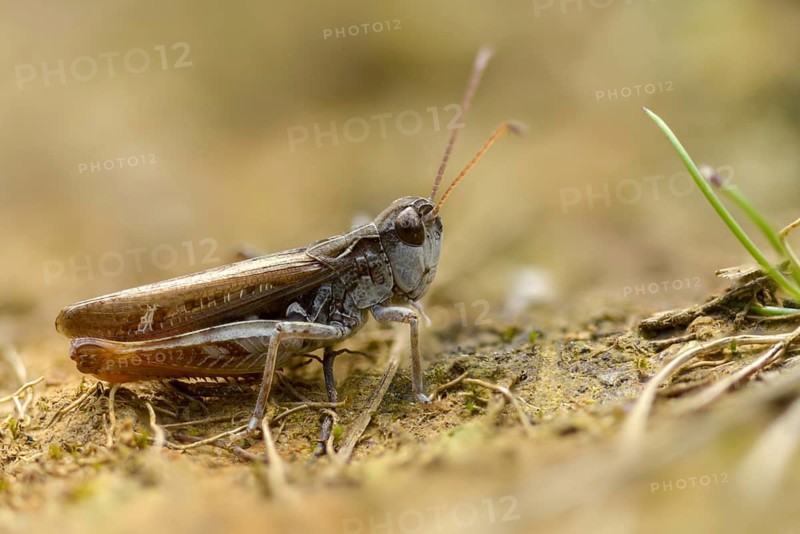 Acrididae, caelifera, field locusts, gomphocerinae, grasshoppers, short-feeler, nightingale grasshopper, bow-winged grasshopper, chorthippus biguttulus, grasshoppers, grasshoppers, insects