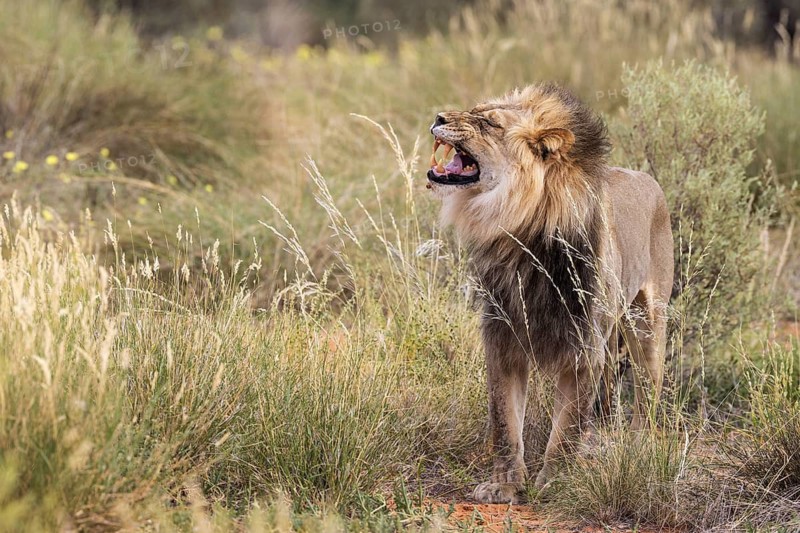 Lion (Panthera leo). Black-maned Kalahari male doing the flehmen response. Kalahari Desert, Kgalagadi Transfrontier Park, South Africa