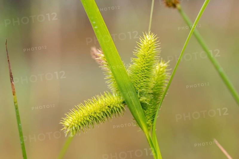 Carex pseudocyperus, cyperaceae, sour grass, false cypress sedge, cyperus sedge, flora, hop sedge, plants
