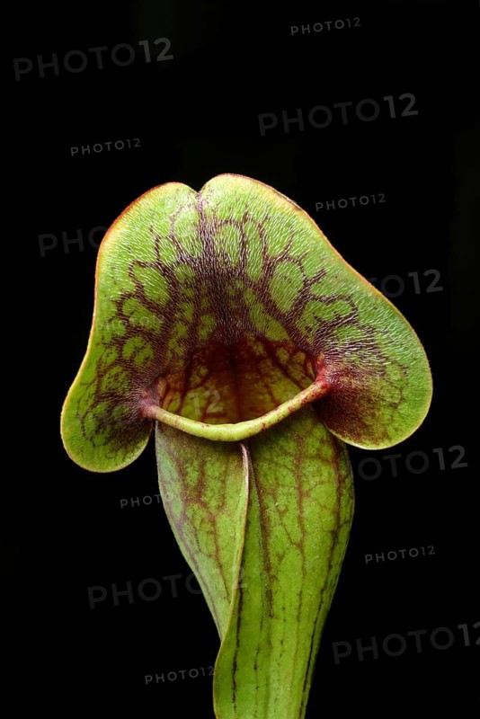Red pitcher plant, Sarracenia purpurea, plant detail