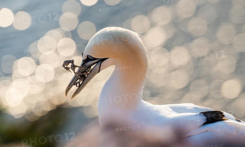A young northern gannet (Morus bassanus, syn. Sula bassana) perched on red rocks with nesting material in its beak, a juvenile bird, not yet fully coloured, aged approximately three to five years, subadult, pre-adult, adolescent, immature, dry knotted kelp, soft, blurred background, patches of light, reflections on the water, bokeh, coastline, sunlight, backlighting, plumage, portrait, gannet colony at Lummenfelsen, the offshore island of Heligoland, North Sea, Pinneberg district, Schleswig-Holstein, Germany