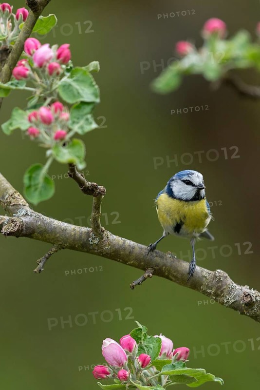 Blue tit, fruit tree blossoms, Parus caeruleus, birds, spring, high size, portrait format, tits, passeri, songbirds, spring, tits, birds