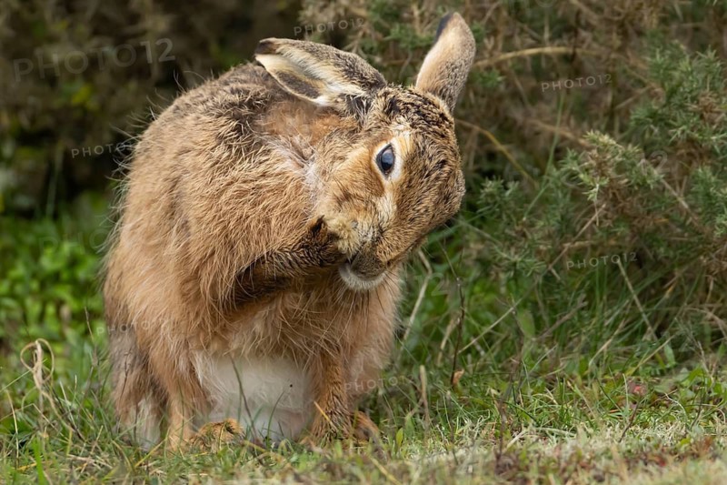European brown hare (Lepus europaeus) adult animal washing its foot in grassland, England, United Kingdom