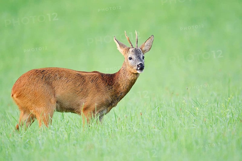 European roe deer (Capreolus capreolus), a roebuck standing in a meadow, North Rhine-Westphalia, Germany