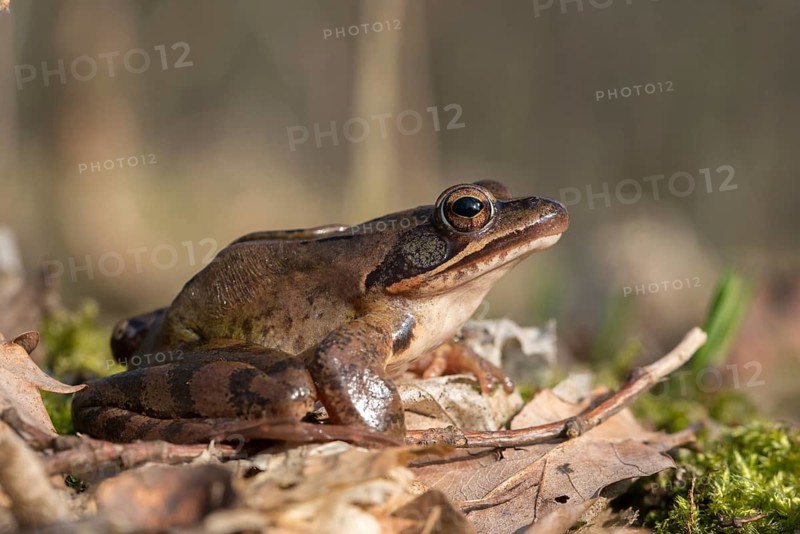 Agile frog, rana dalmatina, jumping frog, amphibians, amphibians, frog, frogs, amphibians