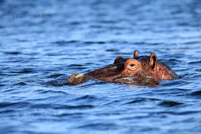 Hippopotamus (Hippopotamus amphibius), adult, in the water, portrait, iSimangaliso Wetland Park, KwaZulu-Natal, South Africa