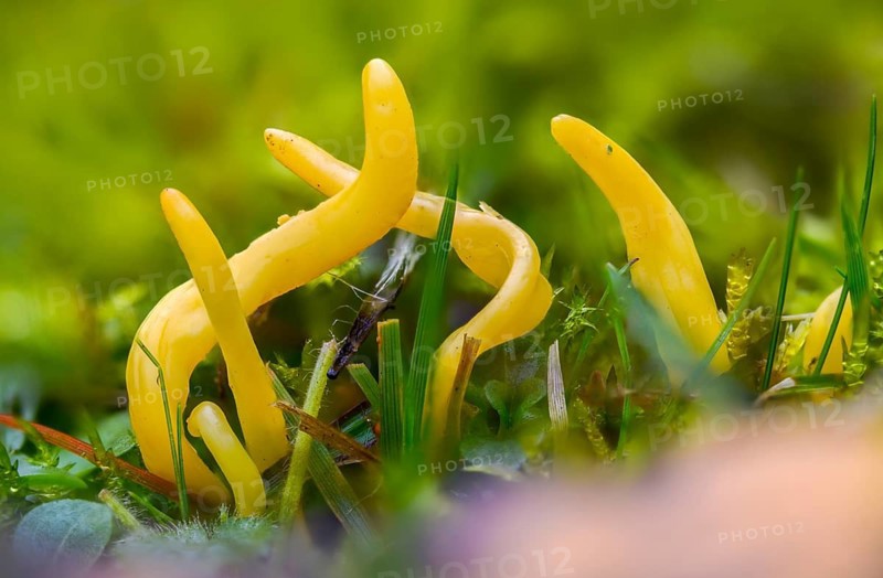 Clavaria inaequalis, clavulinopsis fusiformis, ramariopsis fusiformis, spindle-shaped meadowleg, fungi, fungus, golden fairy spindle, golden spindles, mushrooms, spindle-shaped yellow coral