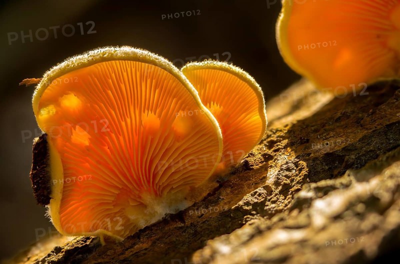 Claudopus nidulans, crepidotus jonquilla, orange sapling, panus nidulans, phyllotopsis nidulans, fungi, fungus, mock oyster, orange oyster, mushrooms