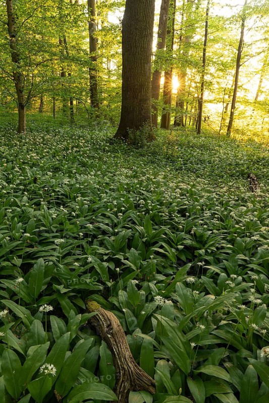 Sunlight through a tall oak (Quercus) in a spring forest with wild garlic (Allium ursinum) and sun star. Kirchheim unter Teck, Baden-Württemberg, Germany