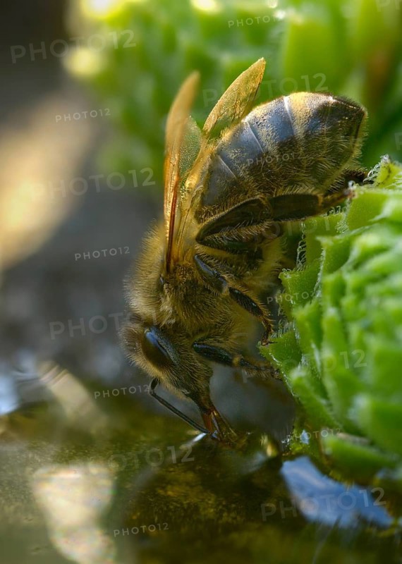 Apidae, Apis Mellifera, bees, European honey bee, hymenoptera, western honey bee, western honey bee, high size, portrait format, honey bee, honey bee, insects, insects, drinking, drinking, watering, water, watering place