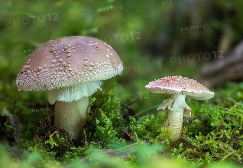 Amanita rubescens, meat mushroom, yellow-ringed pearl mushroom, golmoth, gargle stomach, pug, girl mushroom, pearl sponge, pearl bulge, pustular bulge, reddening bulbous leaf mushroom, reddening bulbous mushroom, peeling mushroom, blusher, fungi, fungus, mushrooms