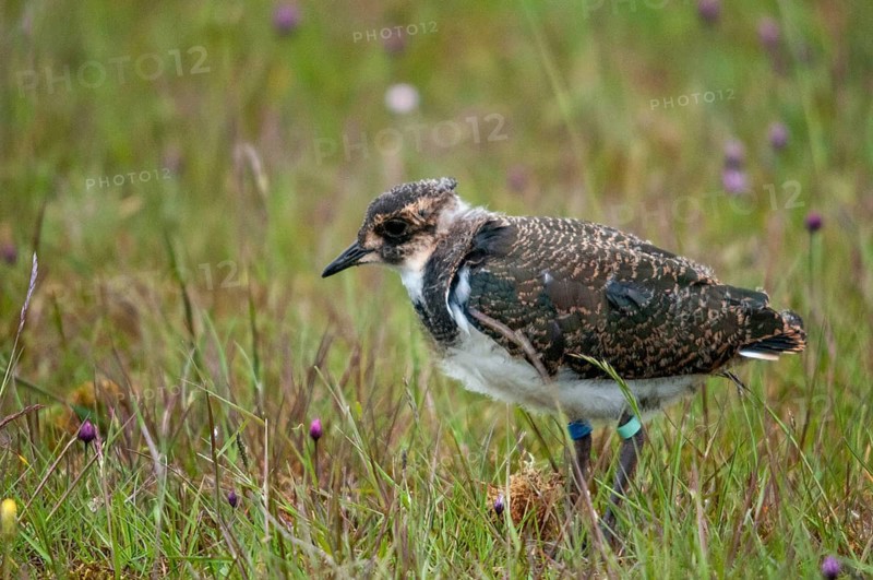 Lapwing, sweden, vanellus vanellus, birds, charadriiformes, adolescent, juvenile, limikolen, plover, Sweden, birds, waders, waders, Öland