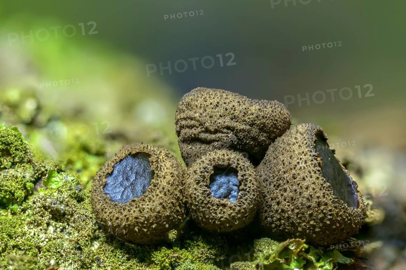 Black stud fungus, blood lava cup, Bulgaria inquinans, sequential decomposer, common dirt cup, lava cup, reddish mug, dirt cup, fungi, fungus, mushrooms
