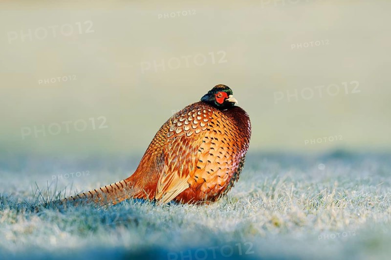 Hunting pheasant (Phasianus colchicus), cock in a meadow with hoar frost, North Rhine-Westphalia, Germany