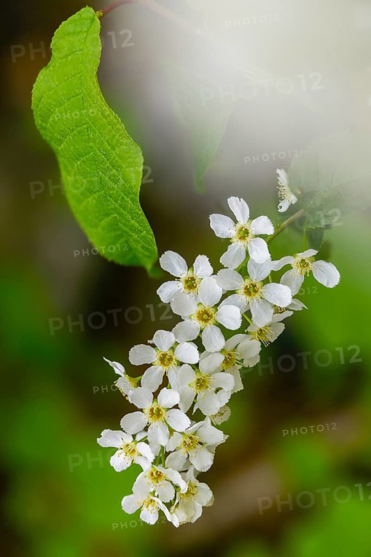 Eagle cherry, elsen cherry, common grape cherry, Mayday tree, Prunus padus, rosaceae, rose family, marsh cherry, tree, bird cherry, trees, flora, spring, hackberry, hagberry, high size, portrait format, plants, spring, tree