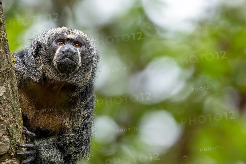 A monkey looks down attentively from a tree, adult Saki monkey from Isabel's monk, Pithecia Isabela, sitting on a tree, captive, Apenheul, Netherlands
