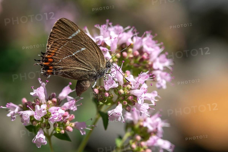 Satyrium W album, Strymonidia W album, elms, butterfly, insects, butterflies, butterflies, butterflies, white letter hairstreak